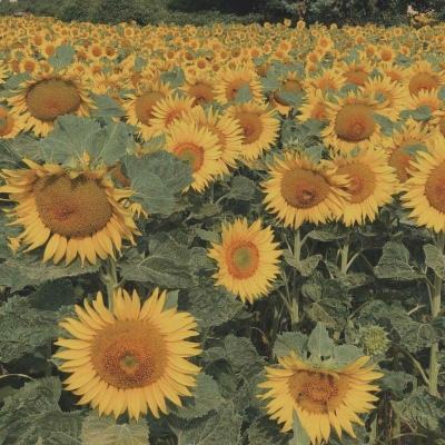 leyu·乐鱼(中国)体育官方网站